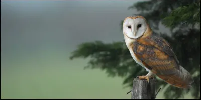 Comment la servante d'Ulysse le reconnaît-elle malgré son apparence ?