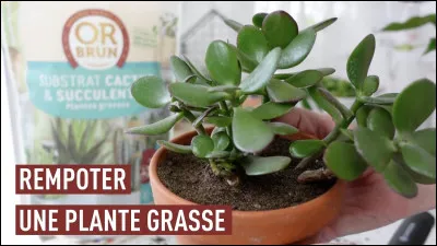 Les plantes grasses contiennent de l'huile.