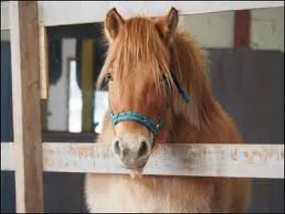 Quel attitude à ce cheval ?
