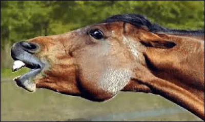 Quelle attitude à ce cheval ?