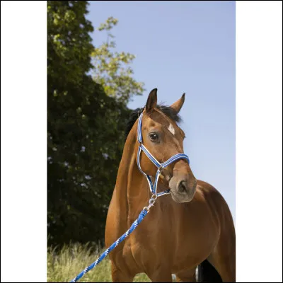 Quelles sont ses fonctions ?