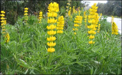 Connaissez-vous cette plante dont les graines sont des légumineuses comestibles ?