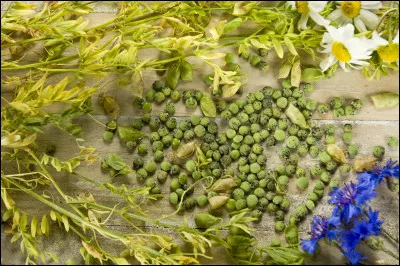 Quelles légumineuses font la fierté d'une ville du département de la Haute-Loire, déjà connue pour sa dentelle ?