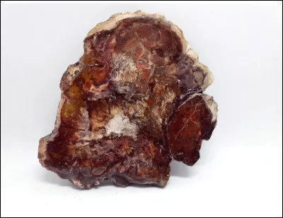 Quel est le niveau de dureté du bois fossilisé ?