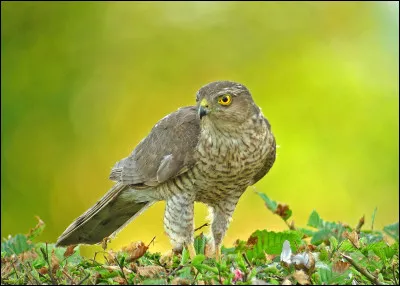 Quelle est cette esp&egrave;ce d'&eacute;pervier ?