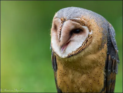 Quelle est cette chouette ?