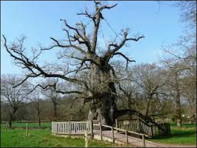 D'après-vous, quel est l'âge de cet arbre, le chêne à Guillotin, en Bretagne ?
