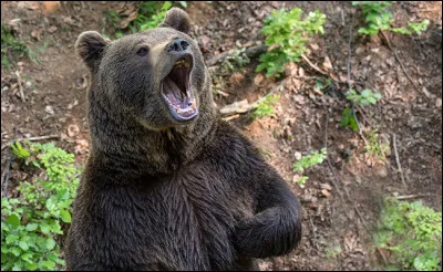 ... est le nom scientifique de l'ours brun.