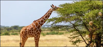 Scientifiquement, comment s'appelle une girafe ?