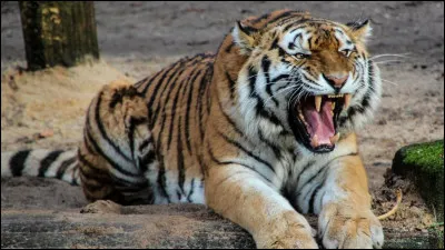 Lequel de ces noms correspond au nom scientifique du tigre ?