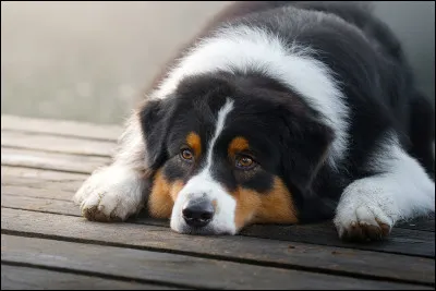 Lequel de ces noms correspond au nom scientifique du chien ?