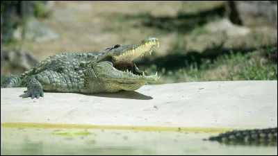 Le nom scientifique du crocodile est...