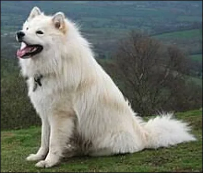Pour les cynophiles, quelle est cette race de chien dont se sert le peuple Sami ?