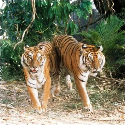 Quel réalisateur français a tourné le film "Deux frères" racontant lhistoire de deux tigres ?