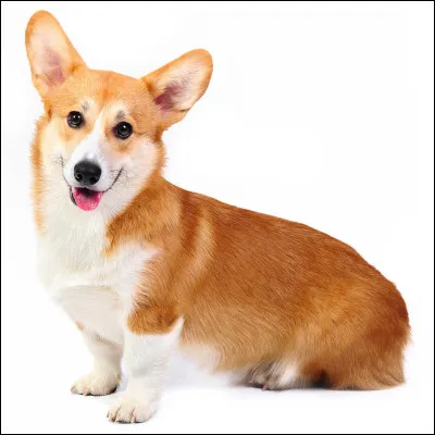 La famille royale adore les corgis. Qui suis-je ?