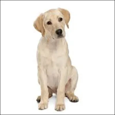 Quelle est cette race ?