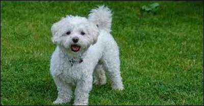 Quelle est cette race ?