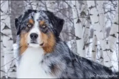 Quelle est cette race ?