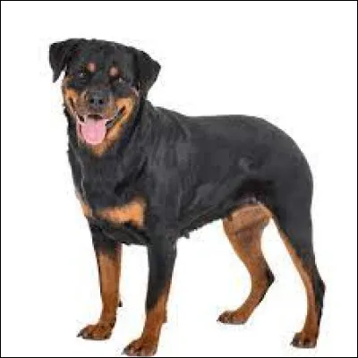 Quelle est cette race ?