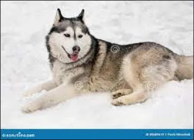 Quelle est cette race ?