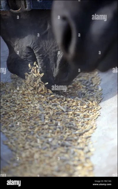 Si le cheval n'a pas mangé sa ration précédente...