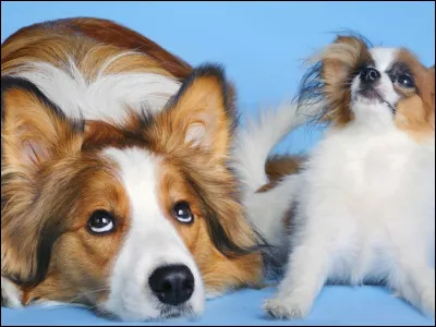 Quelle taille serait id&eacute;ale pour ton chien ?