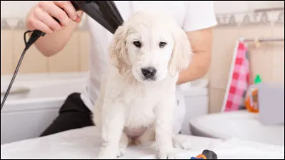 Es-tu pr&ecirc;t &agrave; l'emmener souvent au toilettage ?