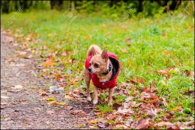 Es-tu pr&ecirc;t &agrave; le promener beaucoup ?