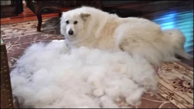 Est-ce que &ccedil;a te d&eacute;range qu'il perde ses poils ?