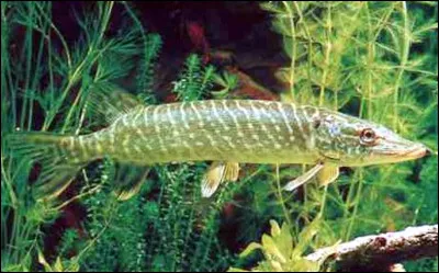 Quel est ce poisson en B d'eau douce, un carnivore aux 700 dents aiguës avec une silhouette fusiforme et une tête en bec de cnard ?