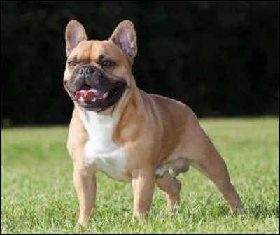 Quelle est cette race de chien en B de la famille des molosses au corps trapu avec une tête aplatie aux babines pendantes ?