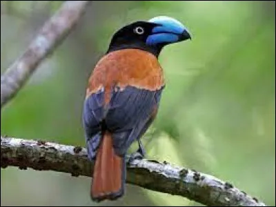 Cet oiseau est endémique des forêts tropicales humides du nord-est de Madagascar. Vous le reconnaissez rapidement grâce à son bec bleu.