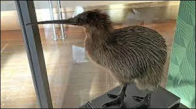 Endémiques de Nouvelle-Zélande, il porte le nom d'un fruit !