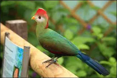 Cet oiseau vit en Angola. Retrouvez son nom !