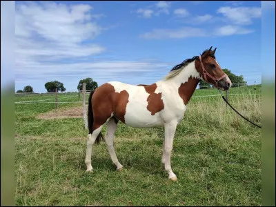 Si j'ai un étalon tobiano alezan (e/e A/a TO/to)et une jument alezane, quel est mon pourcentage de chance d'avoir un poulain tobiano ?