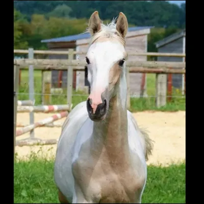 Si mon étalon est tobiano alezan (e/e A/a TO/TO) et ma jument palomino (e/e A/A CCR/ccr), quelle est ma probabilité d'avoir un poulain Tobiano ?
