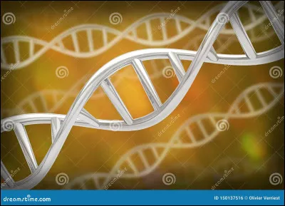 On dit qu'un cheval est ... quand il porte un gène en un seul exemplaire