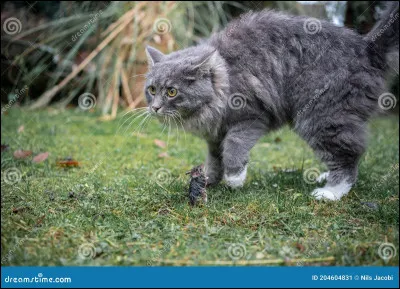 Vous allez chasser. Tu vois une souris et tu informes ton frère et ta sur de ta découverte. Ils te disent que c'est à eux de la chasser. Que fais-tu ?