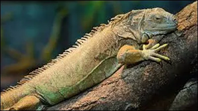 Trouvez le nom de cet animal originaire d'Amérique du Sud et centrale ?