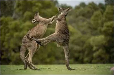 Quel est l'animal national de l'Australie ?