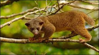 Animaux : Quel petit mammifère arboricole et nocturne vit dans la forêt tropicale humide d'Amérique centrale et d'Amérique du Sud ?