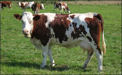 Quelle race de vache est principalement utilisée pour la fabrication du Saint-Nectaire ?