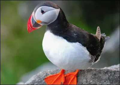 Quel est cette oiseau marin en M à gros bec et au plumage noir et blanc ?