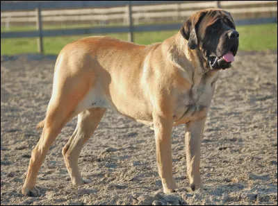 Quelle est cette race de chien, un molosse puissant, musclé et noble, symbole de vaillance depuis des millénaires ?