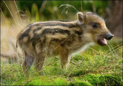Quel est le nom en M du petit sanglier ?