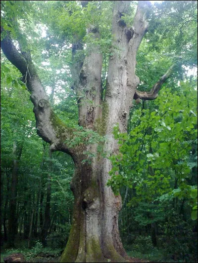 Quel roman parle de Plume de Tempête ?