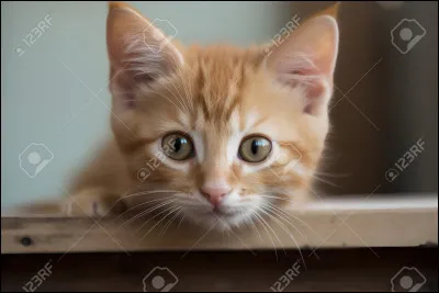 Quelle est la nourriture des guerriers du Clan du Tonnerre ?