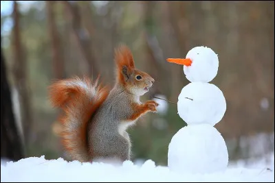 Quel est le nom de cet animal qui fait un bonhomme de neige ?
