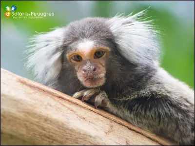Comment s'appelle ce singe ?