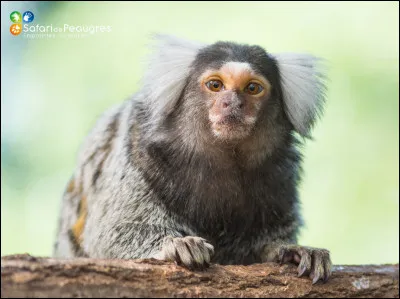Quelle est sa longévité ?